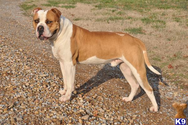 Stud Dogs - American Bulldog